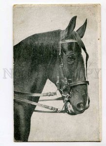 3021558 Head of HORSE Vintage RUSSIAN Postcard