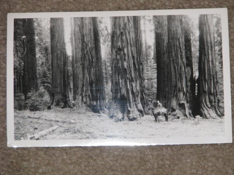 RPPC, Congress Group-Sequoia Nat`l Park, Calif., unused vintage card