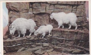 Mountain Goat Milwaukee Public Museum MIlwaukee Wisconsin Detroit Publishing