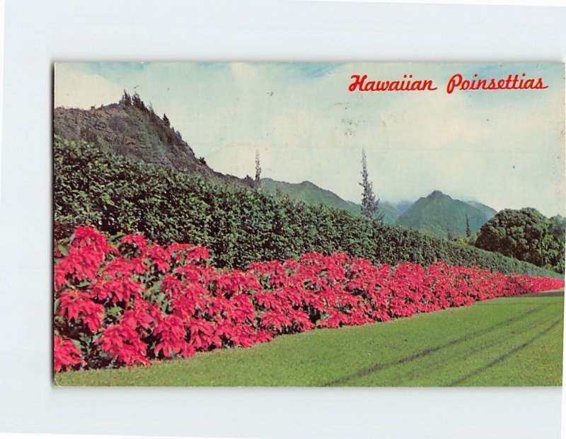 Postcard Hawaiian Poinsettias on Pali Road Hawaii USA