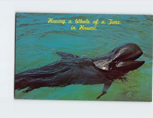 Postcard Having a Whale of a Time in Hawaii USA