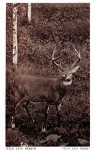 VINTAGE POSTCARD WHITE BORDER THE RED DEER HUNTSVILLE ONT WILD LIFE SERIES