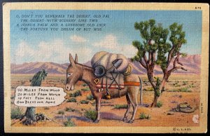 Vintage Postcard 1934 Ass in the Desert, Somewhere in California (CA)