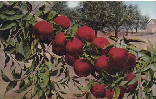 How Red Apples Grow In Oregon Fruit by Edward Mitchell