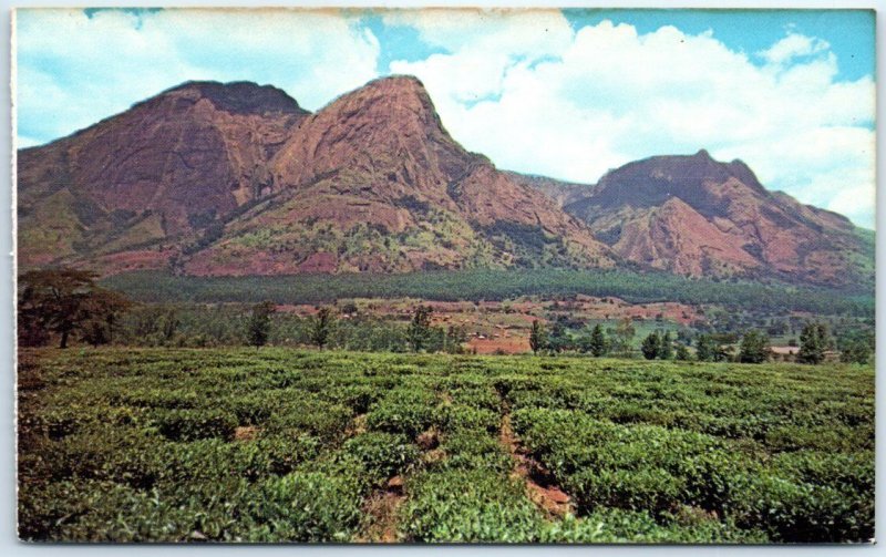 M-45410 Mulanje Mountain Mulanje Massif and Tea State Malawi