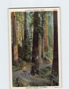 Postcard In Grave's Memorial Grove, Redwood Highway, California