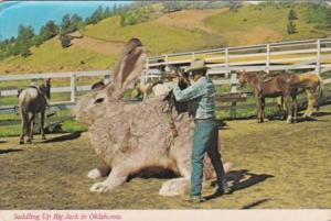 Humour Exageration Giant Rabbit Saddling Up Big Jack In Oklahoma