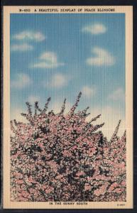 Peach Blossoms