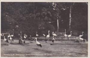 Birds Cuban Flamingos and Storchs At Frankfurt Zoo Frankfurt Germany 1930 Rea...