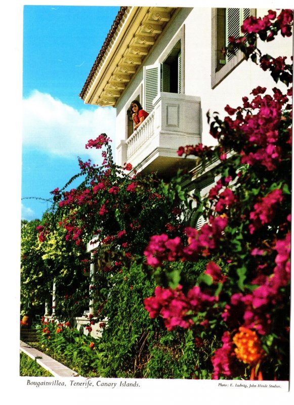 Bougainvillea, Tenerife, Canary Islands, Flowers