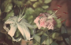 Vintage Postcard Species Lilium Purple Beauty Japanese Lily Oriental Lily Flower