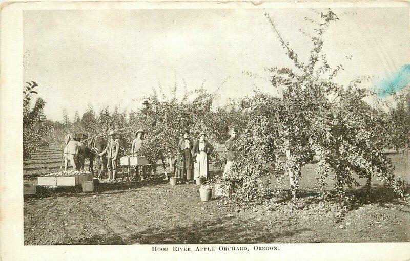 C-1910 Farm Agriculture Hood River Apple Orchard Postcard 3750