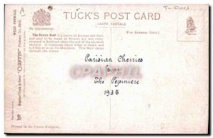 Old Postcard Brown Bear