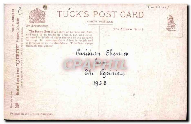 Old Postcard Brown Bear