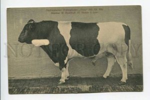 423548 East Frisian premium BULL HANS Vintage GERMANY postcard