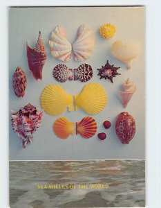Postcard Sea Shells Of The World, Florida