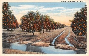 Irrigated Orchard Orange Groves, Florida