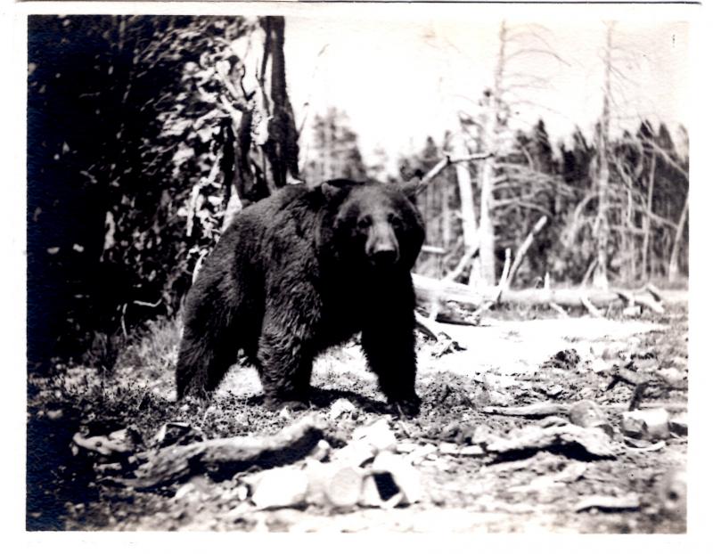 Haynes 11700, A Park Bear, Yellowstone National Park