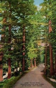 Ruidoso, New Mexico - Paved Road in the Dark Pines - in 1950