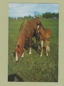 Beautiful Mare and Foal Photo Postcard Pasture Scene