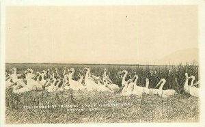 Oregon Pelicans Bird Island Klamath Lake Underwood's 1920s Postcard 22-3121