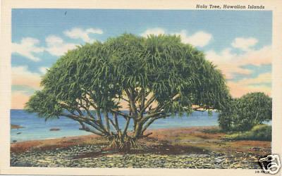 Hala Tree, Hawaiian Islands PC2079