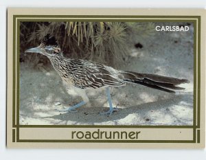 Postcard Roadrunner, Carlsbad, New Mexico