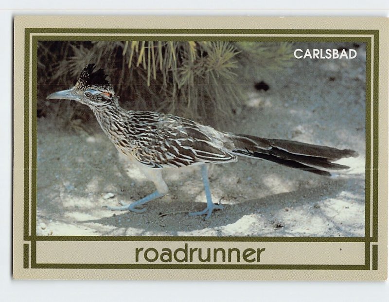 Postcard Roadrunner, Carlsbad, New Mexico