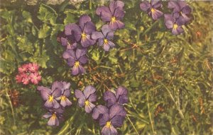 Lomg-spurred violet  flower Nice old vintage Swiss postcard