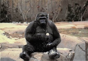 Gorila, Cincinnati Zoo 