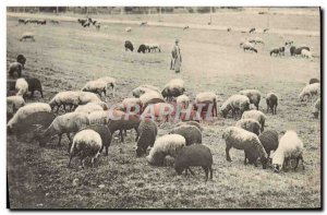 Old Postcard Shepherd Sheep