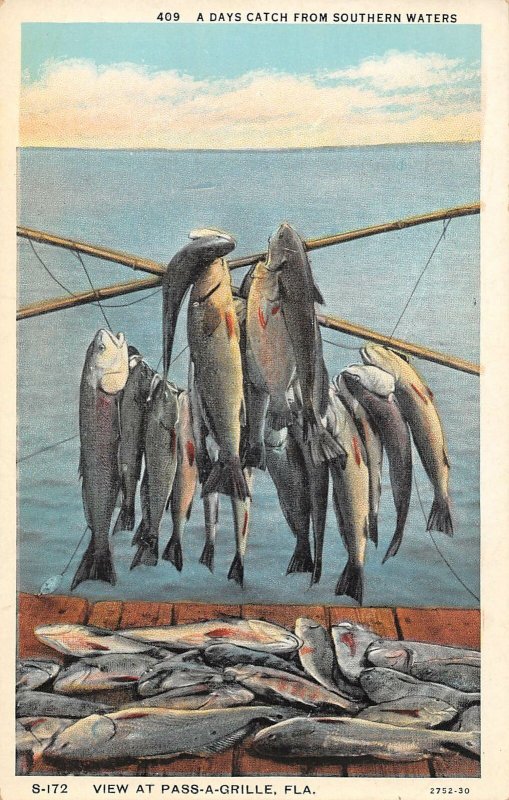 A Day's Fish Catch Fishing Passe A Grille Florida 1920s postcard