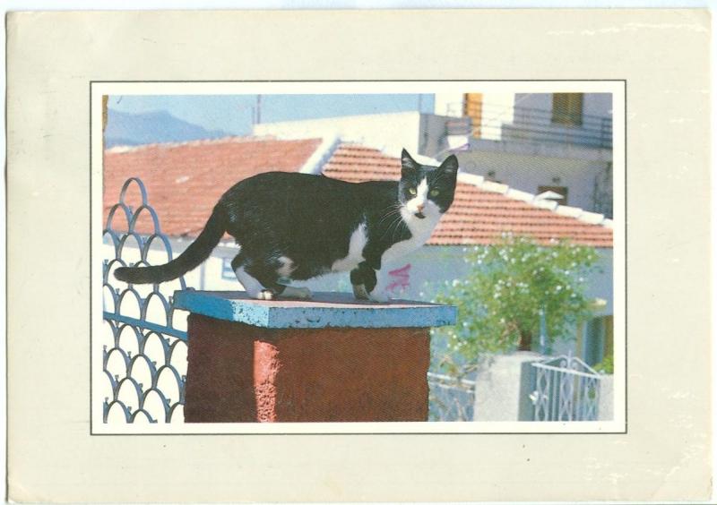 A Cat, Greece, used Postcard