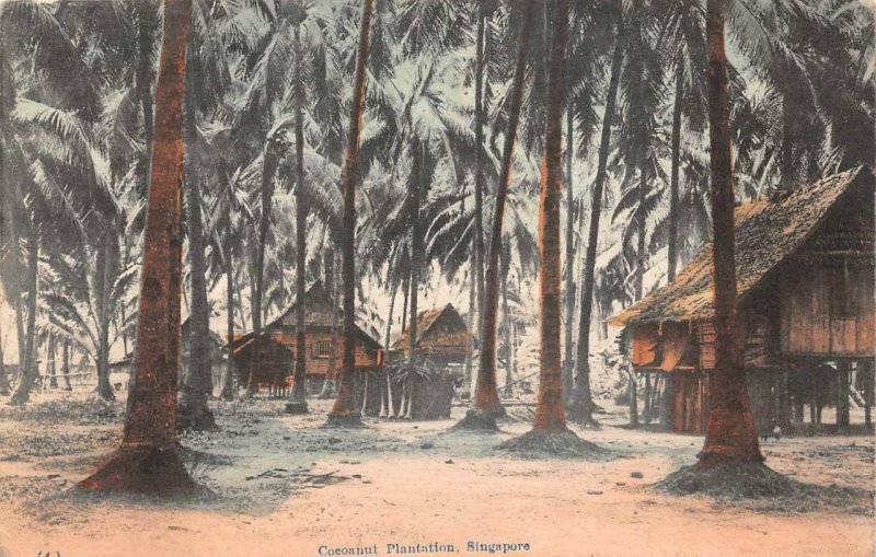 COCOANUT PLANTATION SINGAPORE ASIA POSTCARD (c. 1910)