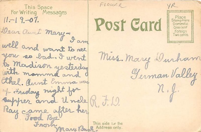 Pink Roses Pink Roses