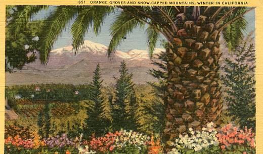 CA - Orange Groves & Snow-Capped Mountains