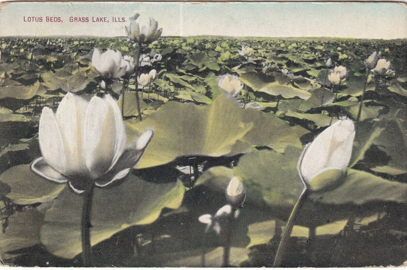 GRASS LAKE, Illinois, PU-1909; Lotus Beds