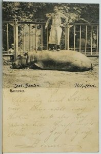 HIPPO and KEEEPER Germany Hannover Zoo Garten Nilpferd c1900 Postcard K10