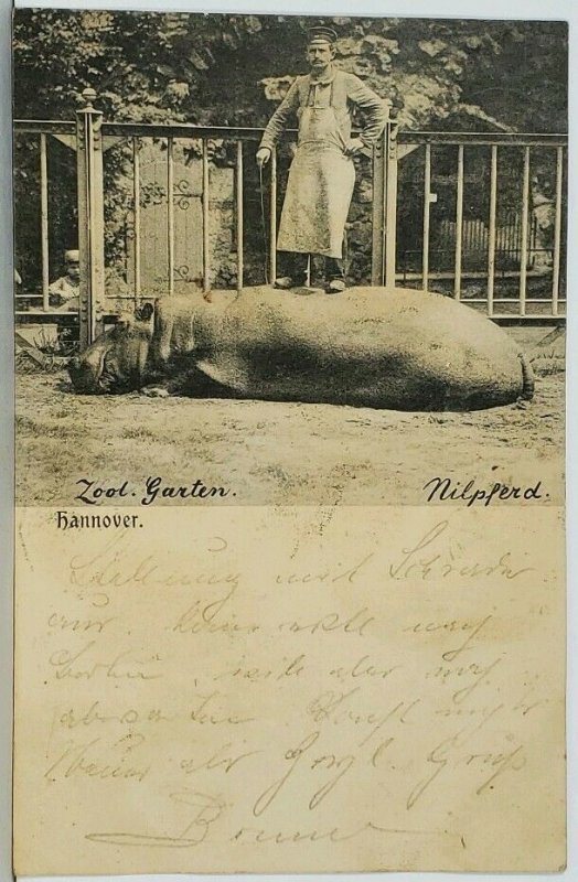 HIPPO and KEEEPER Germany Hannover Zoo Garten Nilpferd c1900 Postcard K10