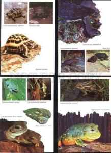 035851 REPTILES Frog Turtle Snakes etc. Collection 22 cards