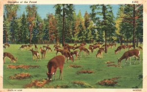 Vintage Postcard 1943 Denizens Of The Forest Feeding Grass Pastoral Grounds