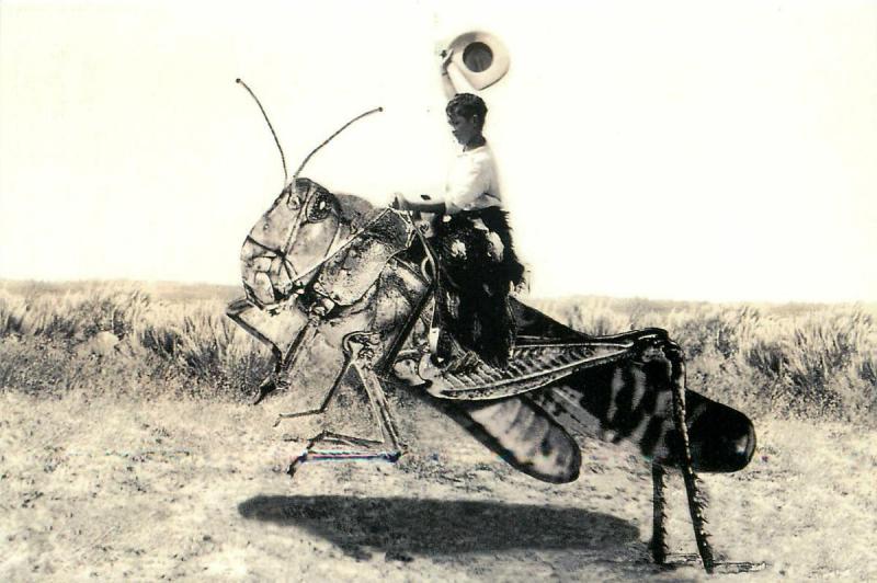 Cowgirl Riding on Exaggerated Grasshopper Modern Postcard