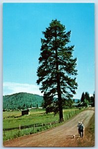 c1950's Greer Arizona Front Of Butler's Lodge Oldies Walking With Dog Postcard