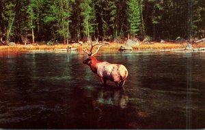 Montana Bull Elk