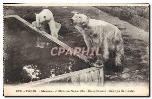 Old Postcard Ours Paris Museum of Natural & # 39histoire White Bear Central E...