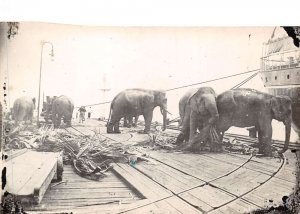 India Elephants  on Pier by Ship Real Photo Vintage Postcard AA70970