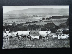 Northumberland THE CHILLINGHAM WILD CATTLE Old RP Postcard by The Times Pub. Co.