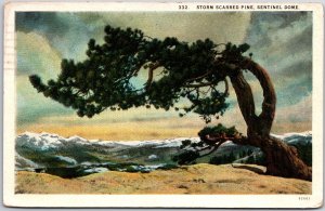 California CA, Storm Scarred Pine, Granite Sentinel Dome, Vintage Postcard