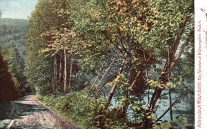 The Birches At Wilmington Notch Adirondack Mountains New York Vintage Postcard