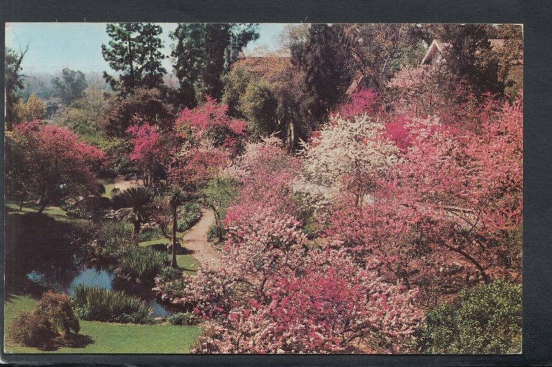 America Postcard - Oriental Gardens, Huntington-Sheraton, Pasadena RS20673